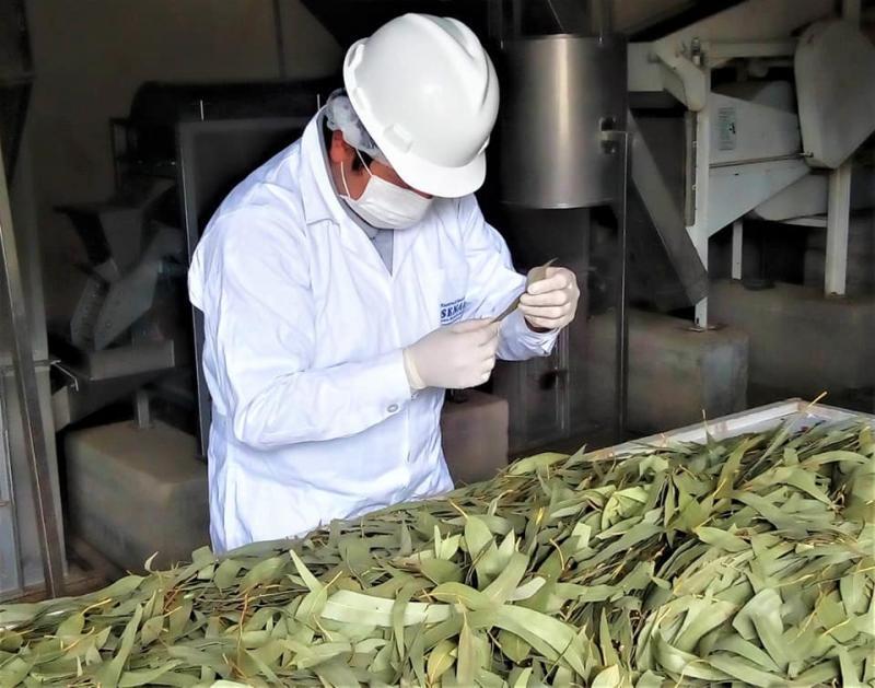 First shipment of dry eucalyptus from Mantaro Valley to Germany