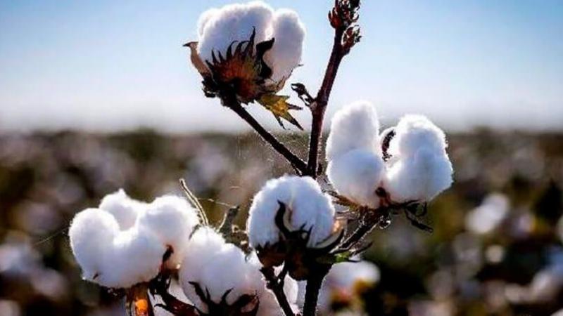 Formalizan creación de la Mesa Técnica del Algodón de Piura