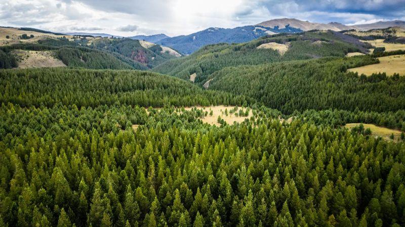 Gobierno impulsará inversión y sostenibilidad con dos millones de hectáreas de plantaciones forestales comerciales