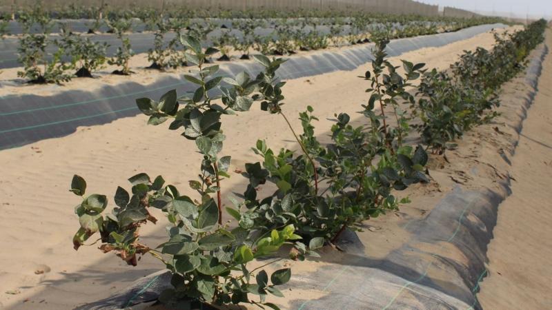 Gobierno Regional de Lambayeque asumirá ejecución del proyecto del Valle Viejo