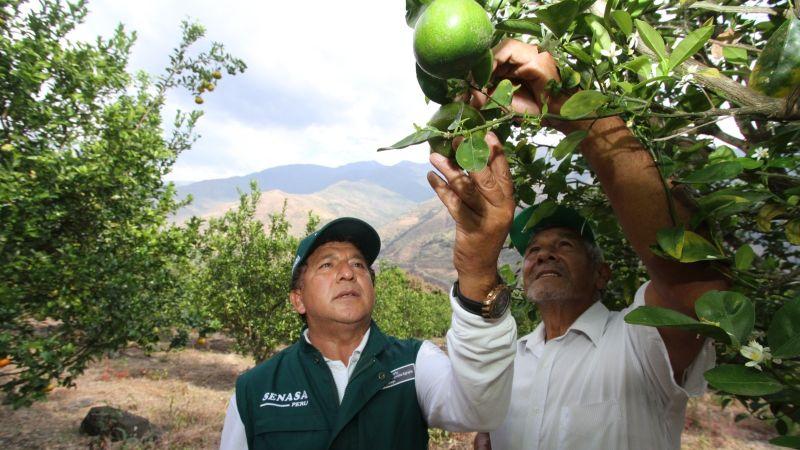 Gobiernos Regionales ya pueden usar recursos del canon minero para el control de plagas priorizadas