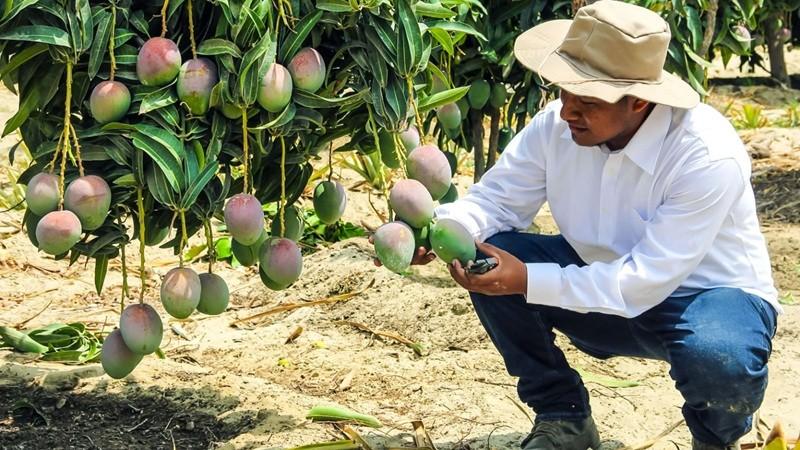 GORE Piura busca promover el cultivo de variedades de mango con mayor aroma y sabor para destinarlo a la industria de jugos