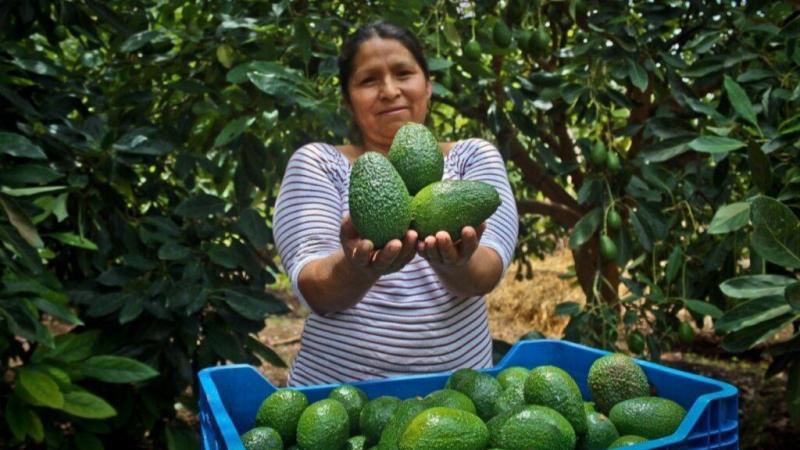 Gran expectativa por el VII Congreso Latinoamericano de la Palta 2025