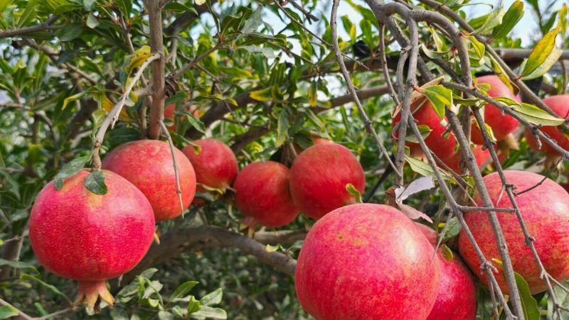 Granada peruana muestra señales de un año prometedor