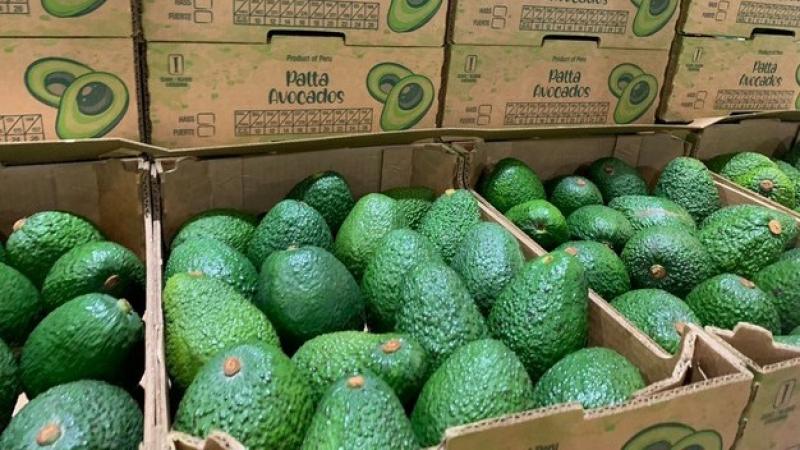 Grupo Juan Ruiz proyecta cerrar la temporada 2025 exportando 80 contenedores de palta, 70 de mango y 10 de mandarina