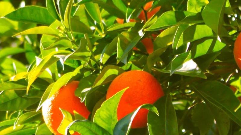 Grupo Novalty lanza la campaña “Cosechando Joyas” para destacar la excelencia agrícola del Perú