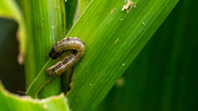 Gusano cogollero amenaza el maíz en Perú: estrategia CAPEAGRO para evitar pérdidas