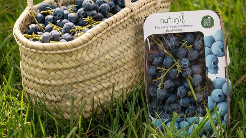 Hortifrut lanza naturAll, el primer arándano en rama comercializado en Europa