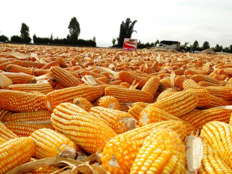 Hortus: Semillas de calidad garantizadas