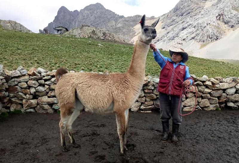 Huancavelica será sede del I Encuentro Nacional Intergremial de Criadores de Camélidos