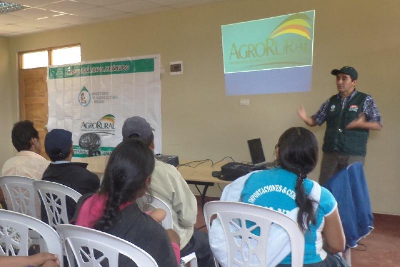 HUÁNUCO: 60 HECTÁREAS DE CULTIVO AFECTADOS POR GRANIZADAS Y LLUVIAS