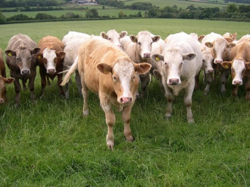 HUÁNUCO: INIA PRESENTA TECNOLOGÍAS PARA INCREMENTAR PRODUCCIÓN DE LECHE 