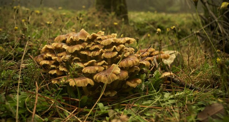 IIAP inicia proyecto de producción de hongos comestibles para mejorar la seguridad alimentaria