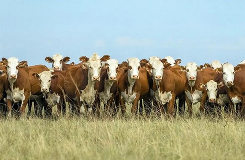 IICA anuncia adhesión a Declaración de Dublín sobre papel de la ganadería y destaca aportes económico, social y nutricional de la actividad