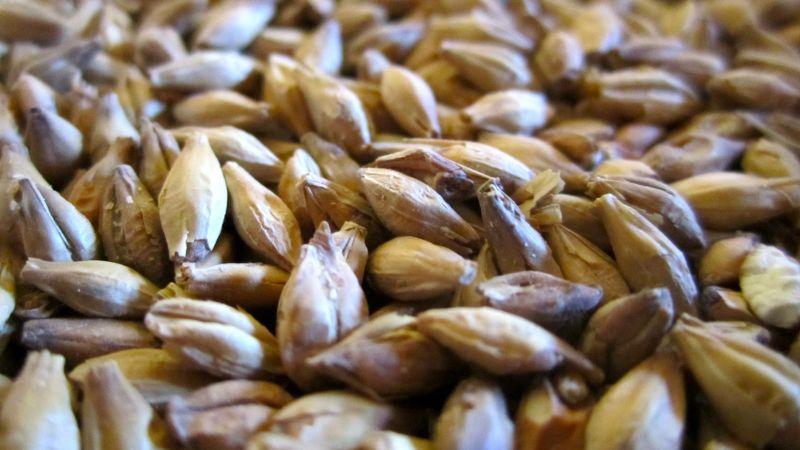 Importación de malta llegó a los US$ 23.7 millones en 2025