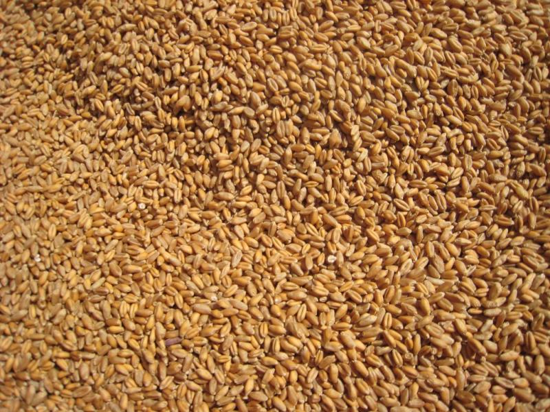 Importaciones de trigo duro llegaron a valores de US$ 247 millones durante el primer semestre