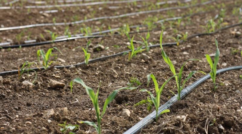 Importaciones peruanas de sistemas de riego alcanzaron los US$ 56 millones en 2021