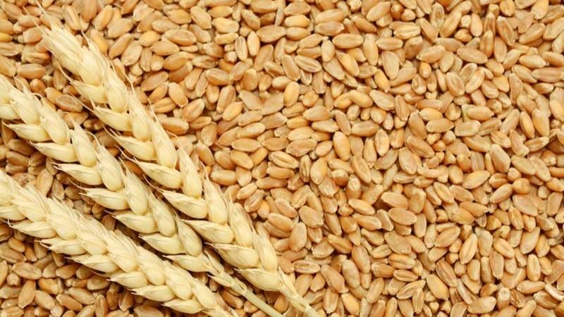 Importaciones peruanas de trigo alcanzaron los US$ 148 millones en el primer trimestre de 2025