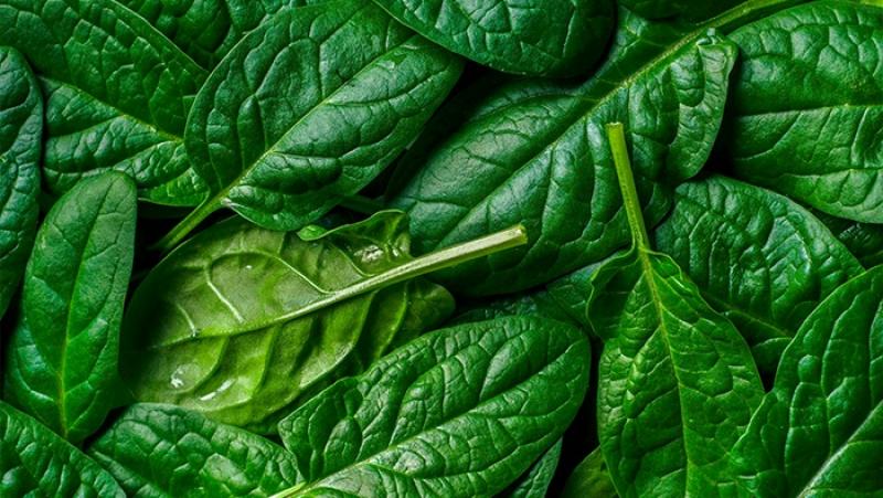 Inacal aprueba nueva Norma Técnica Peruana para la calidad de la espinaca