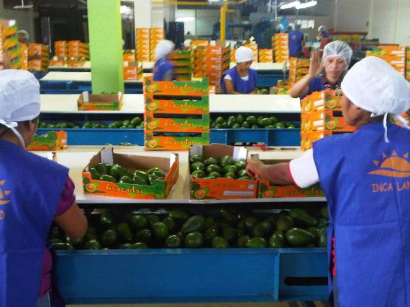 INCA LAND FARMS INCREMENTARÁ ENVÍOS DE FRUTA CON NUEVA PLANTA DE EMPAQUE