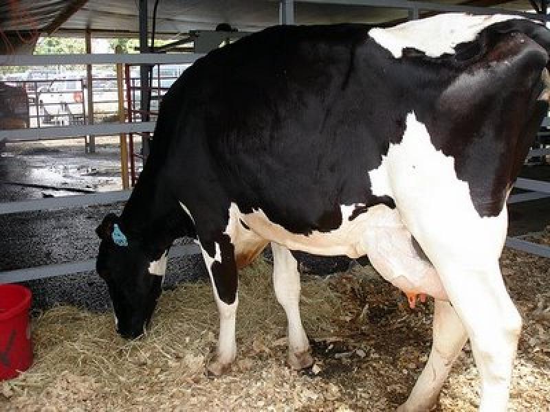 INCREMENTARÍAN HASTA 30% PRODUCCIÓN DE LECHE EN SAN MARTÍN