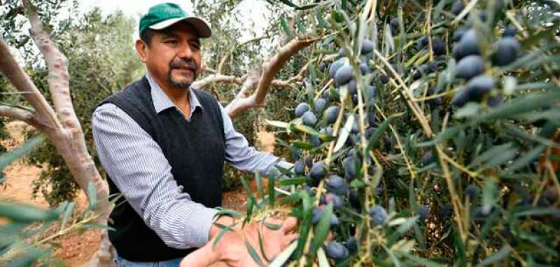 Indecopi promueve denominación de origen Orégano de Tacna