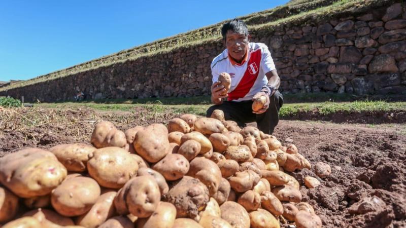 INEI: Producción nacional de papa creció 9.02% en enero de 2025