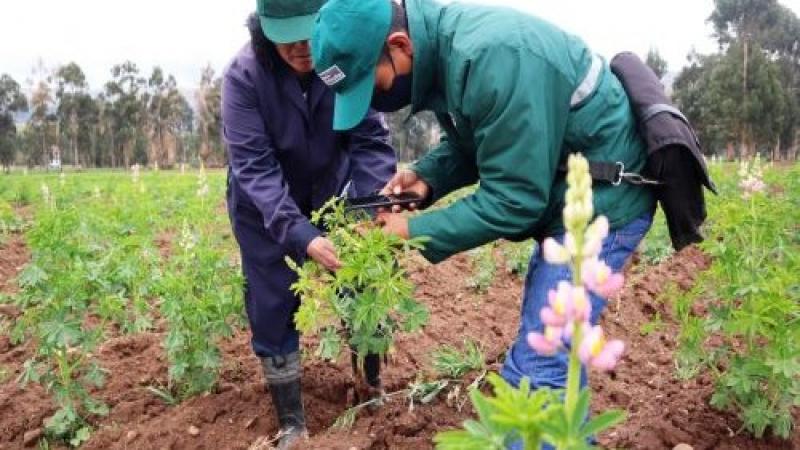 INIA Arequipa investiga nueva variedad de frejol canario camanejo más resistente a plagas