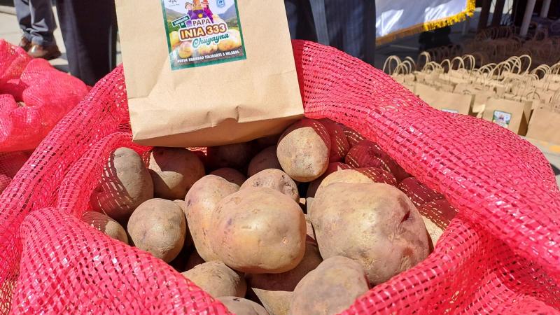 INIA entrega a productores de La Libertad semillas de alto valor de variedad de papa CHUGAYNA