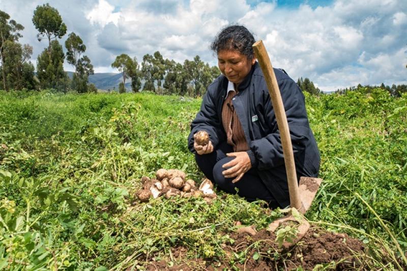 INIA identifica nuevas variedades de papa con resistencia a efectos del cambio climático