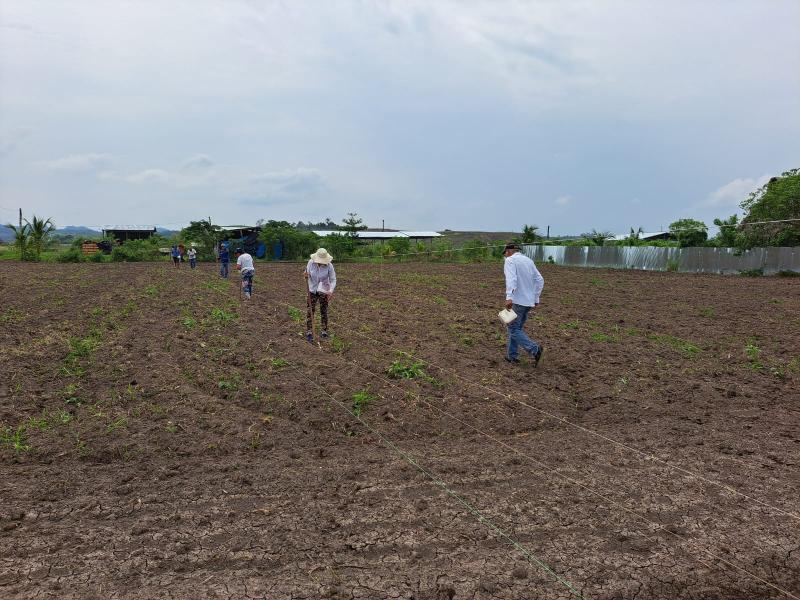 INIA instala parcela demostrativa para incrementar producción de semillas de maíz amarillo duro con alta calidad genética