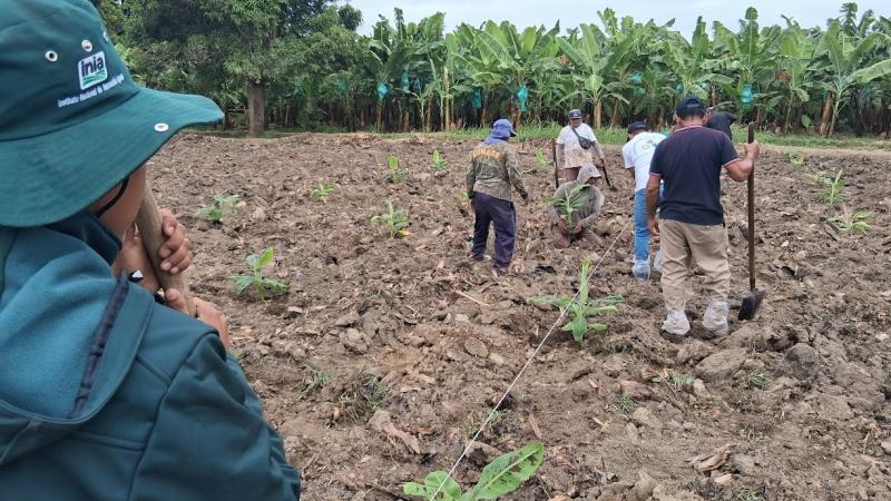 INIA instala parcelas de investigación para reducir plaga que daña a bananos en Piura