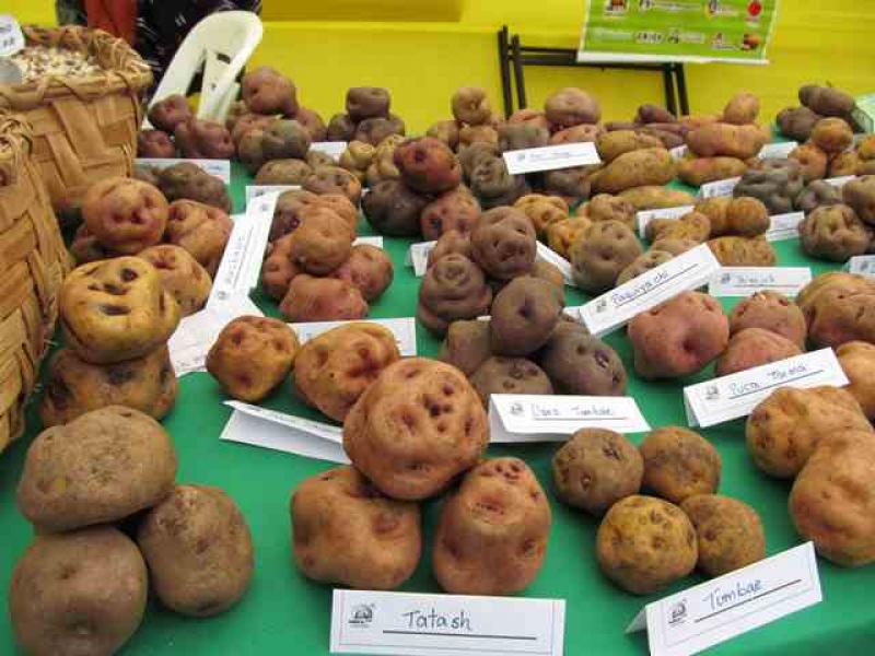 INIA INVERTIRÁ ESTE AÑO S/. 250 MIL PARA MEJORAR VARIEDADES DE PAPA