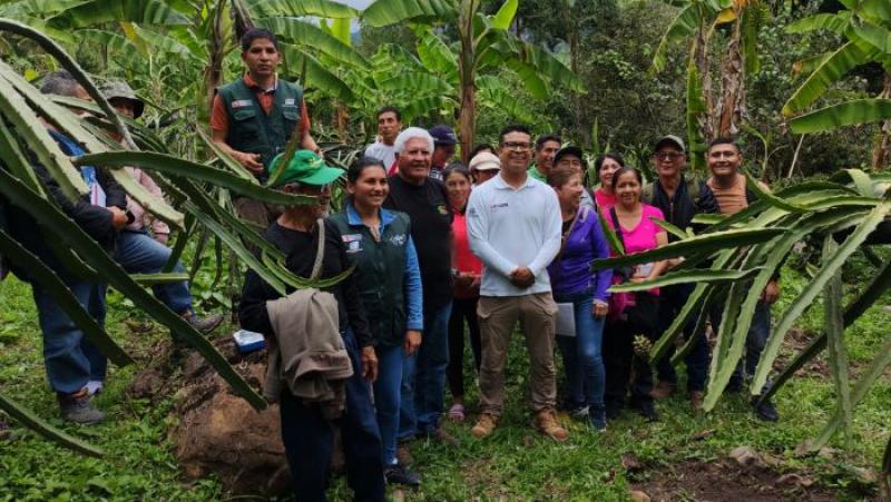INIA mejora la calidad genética de la pitahaya en Amazonas