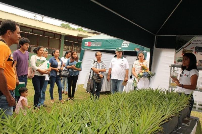 INIA presentó avances de investigación para optimizar producción y calidad de la piña Golden