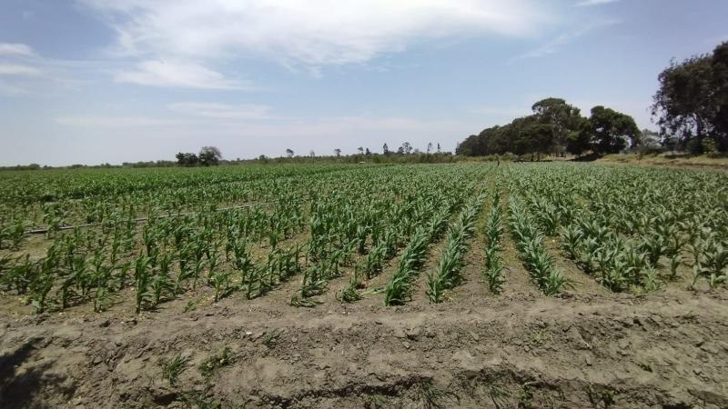 INIA produce más de 130 toneladas de semillas con alta calidad genética para Lambayeque