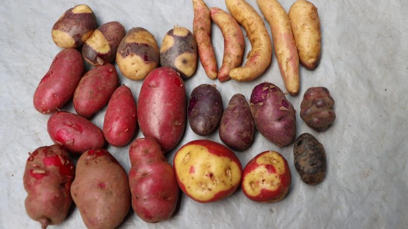 INIA promueve proyectos de investigación para la conservación de recursos genéticos en zona de Agrobiodiversidad de Andahuaylas