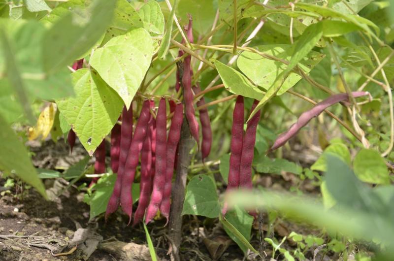 INIA RECOMIENDA NO SEMBRAR QUINUA Y ALGODÓN EN COSTA NORTE