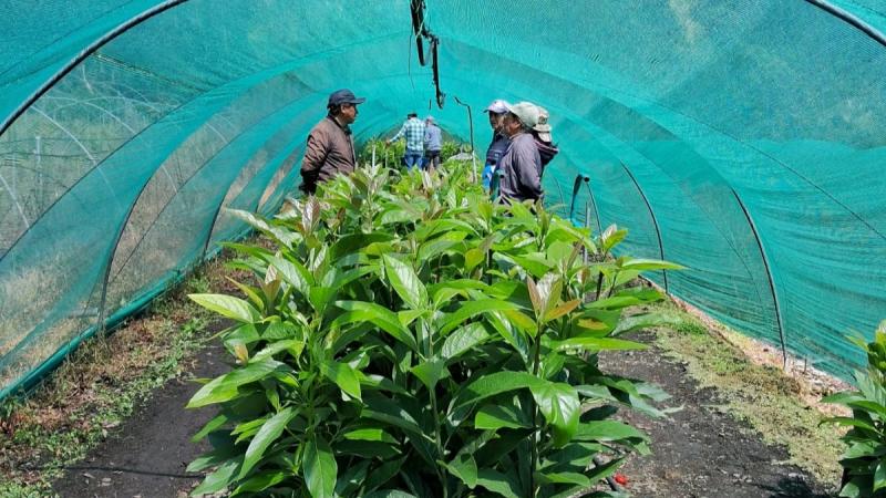 INIA transfiere 2.000 plantones de palto con alta calidad a productores de Apurímac