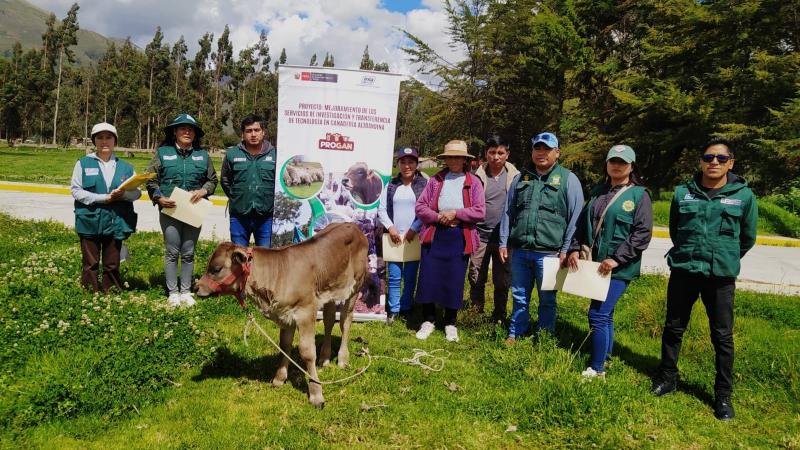 INIA transfiere más de 600 pajillas de semen de vacuno de alto valor genético para mejorar calidad del ganado en Huancavelica