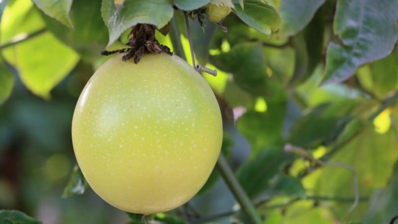 INIA viene desarrollando nueva variedad de maracuyá