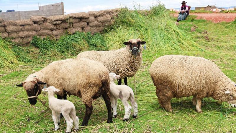 Iniciarán nueva edición del proyecto Ovinos Norte en seis provincias de Puno