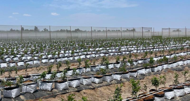 Inka´s Berries empezó la siembra de 300 hectáreas de arándanos Abril Blue + en Ica