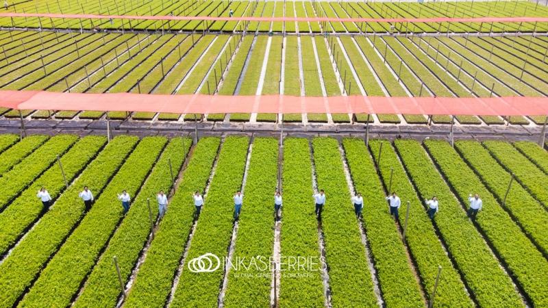 Inka’s Berries refuerza su estructura financiera con exitoso financiamiento de mediano plazo