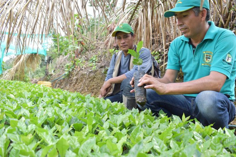 Instalarán más de 600 hectáreas de especies forestales en suelos degradados en Ayacucho