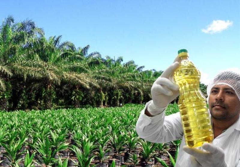 INSTALARÁN PLANTA EXTRACTORA DE ACEITE CRUDO DE PALMA EN HUÁNUCO