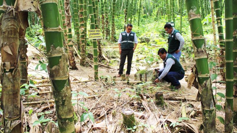 Institucionalizan la Semana Nacional del Bambú