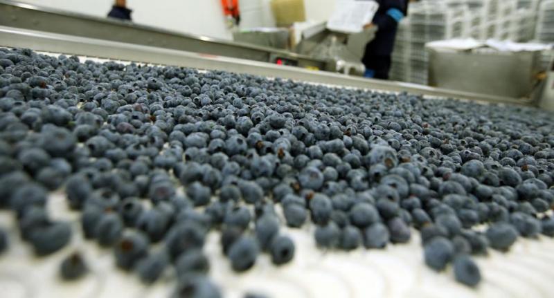 Inversiones en agroexportación están paralizadas por incertidumbre regulatoria