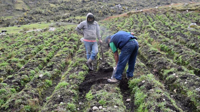 Investigación del INIA en el top 100 de los mejores artículos científicos del mundo