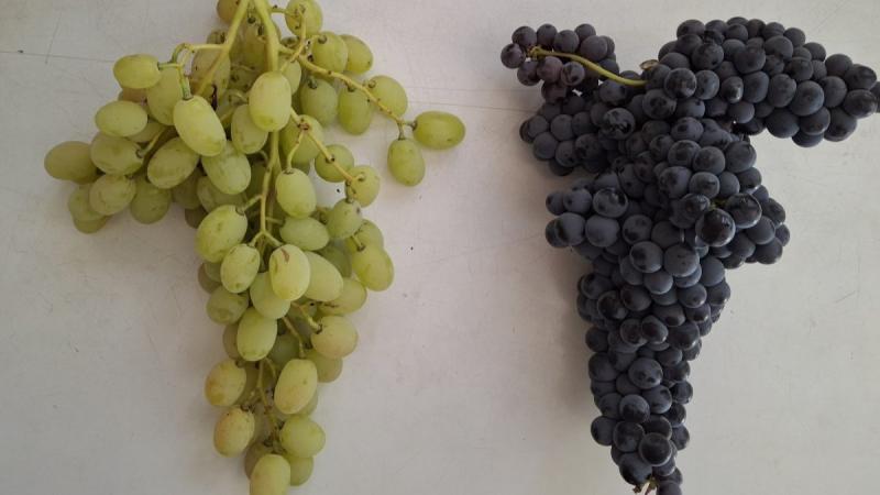Investigación identifica genes que podrían facilitar el desarrollo de nuevas variedades de uva de mesa